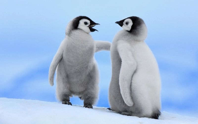 Bạn mơ thấy mình hai con chim cánh cụt lạc bầy chốt ngay cặp số 18 - 82
